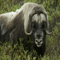 Aljaska, nom mošus koji stoji u grmlju Arthur Morris