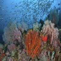Indonezija, Papua, Se Misool Fish i Coral Jones Shimlock