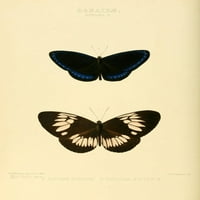 Ispis plakata egzotičnih leptira iz M. A. N. A.-A