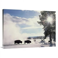 Globalna galerija u. American Bison Zimi, Nacionalni park Yellowstone, Wyoming Art Print - Tim Fitzharris