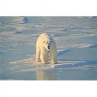 Polarni medvjed na ICE plakatu tiska Johna Pitchera, 11