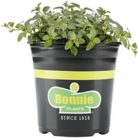 Bonnie biljke Peppermint, Gal. Živa biljka, aromatizirana metvica, biljka